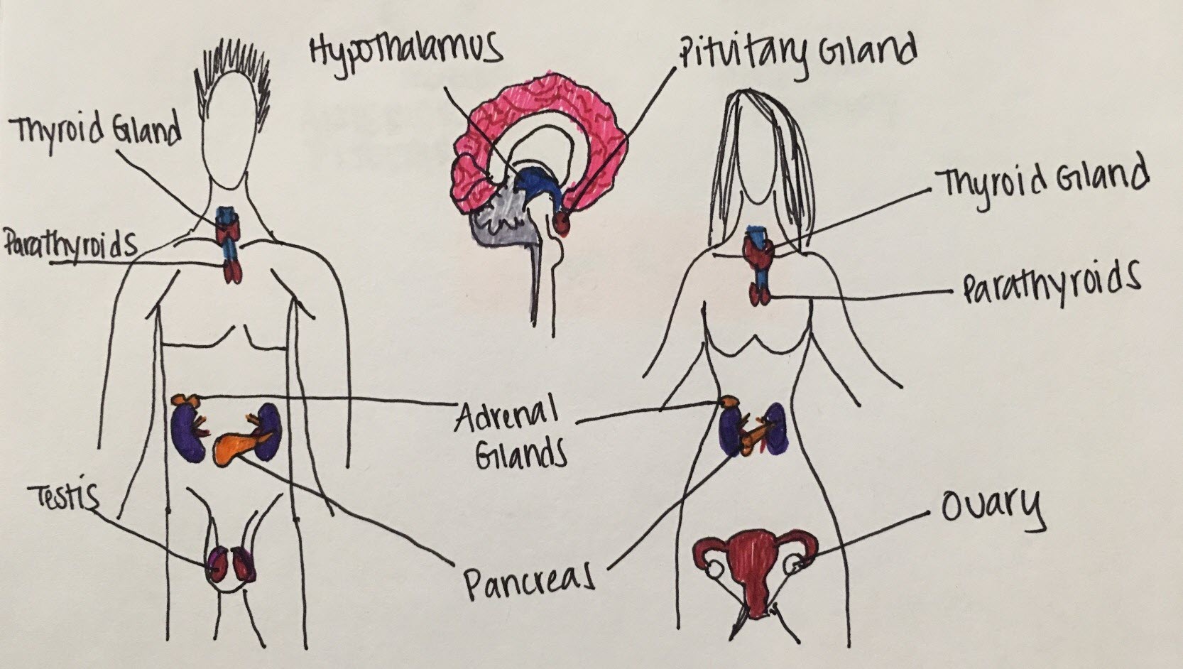 Figure 1: Endocrine Glands